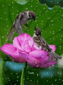 Rose Birds GIF - Rose Birds Snowing GIFs