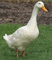 a white duck with an orange beak is standing on the grass .