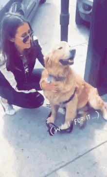 Boxer Dog GIF - Boxer Dog Envious GIFs