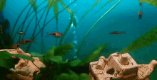 Fish Aquarium GIF - Fish Aquarium GIFs