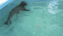 a dog is swimming in a pool with a pink ball .