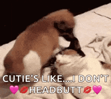 a dog and a cat are playing on a bed and the dog is kissing the cat .
