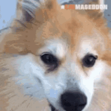 Doge Doggo GIF - Doge Doggo Smile GIFs