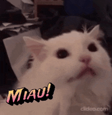 Miau Meow GIF - Miau Meow Nikkilewis GIFs