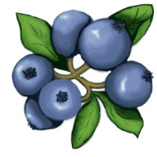blueberry trump