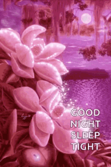 sleep goodnight nite plant pink