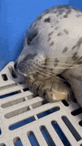 a seal is laying on a cage with its eyes closed and a bag of food in its mouth