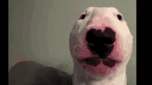 Walter Dogs GIF - Walter Dogs Bull Terrier GIFs