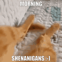 Morning Shenanigans GIF - Morning Shenanigans Cat Toes GIFs
