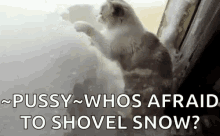 snowing winter cat window shovel snow