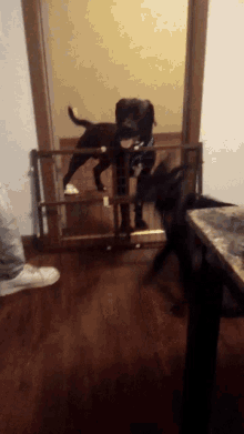a black dog standing in front of a gate with another dog behind it
