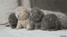 Widdle Babies! GIF - Kitten Kittens Cute GIFs