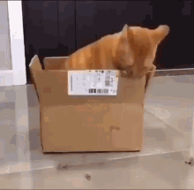 Hungry Cat GIF - Hungry Cat Prank GIFs