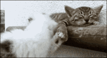 Uyuyan Kedi GIF - Cat Nibble Annoy GIFs