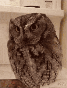 Owl Owl Hat GIF - Owl Owl Hat Tiny Hat GIFs