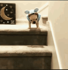 Dog Fail GIF - Dog Fail Stairs GIFs