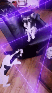 a black and white dog is laying on a black chair