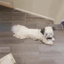 a small white dog is laying on a tiled floor next to a bag that says xoxo