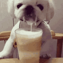 dog dog having milk shake yummy milk %E7%89%9B%E5%A5%B6