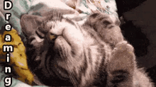 Dreaming Kitty GIF - Dreaming Dream Kitty GIFs