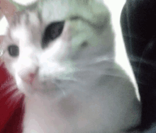 a close up of a white cat with black eyes
