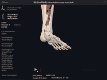 Flexor Hallucis Longus Foot Plantarflexion GIF