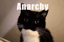 cat anarchy cute
