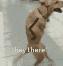 Hey There Cute GIF - Hey There Cute Dog GIFs
