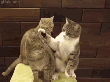 Cats Smack GIF - Cats Smack Slap GIFs