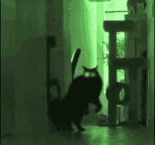 This Kitty Knows It'S Almost Halloween And He'S Coming For You! GIF - Scary Kitty Cats Halloween GIFs