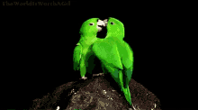 Parrot Kissing GIF - Parrot Kissing Sweet GIFs