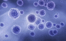 a computer generated image of a group of blue cells floating in a blue liquid .