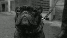 a black and white photo of a dog on a leash looking up at the camera