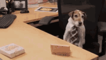Office Dog GIF
