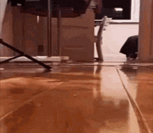 Cat Exploide Cat Explosion GIF - Cat Exploide Cat Explosion GIFs