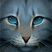 a close up of a cat 's face with blue eyes and a red nose