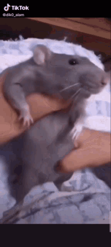 rat cute rat