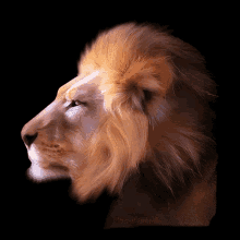 leo lion face blinking king of the jungle