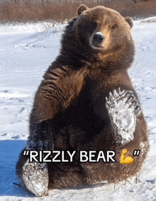 Rizzly Bear GIF - Rizzly Rizz Bear GIFs