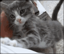 Small Kitten Needs Love - Small GIF - Small Kitten Kitten Cat GIFs