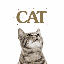 cat cat