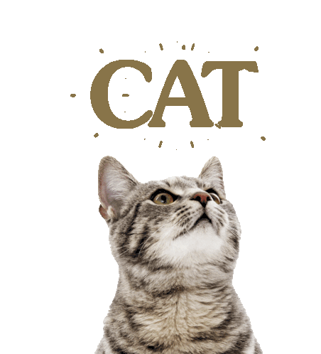 Cat Diamond Pet Foods Sticker - Cat Diamond Pet Foods Cat Food Stickers