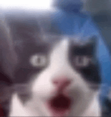 Gato Shocked GIF - Gato Shocked GIFs