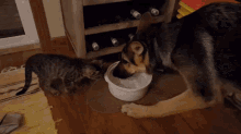 Can Cat And Dog Share Water Bowl GIF - Can Cat And Dog Share Water Bowl GIFs