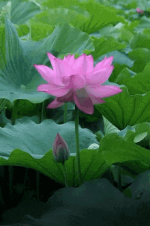 Lotus Pink GIF - Lotus Pink GIFs