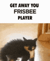 a black and white cat standing on a wooden floor with the words get away you frisbee player above it
