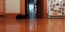 Cat Freaking Out GIF - Freaking Out Laser Pointer GIFs