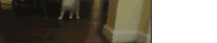 a dog is walking down a hallway next to a door .