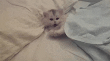 Cat Tired Extase GIF - Cat Tired Extase Extasyxx GIFs