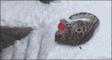 Yay Snow GIF - Yay Snow Snow Leopard GIFs